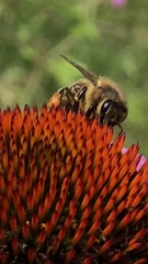 Apis mellifera