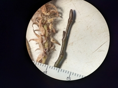 Salix petrophila