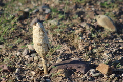 Podaxis