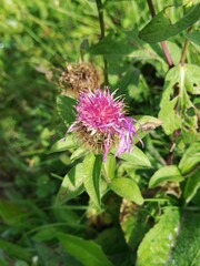 Centaurea phrygia