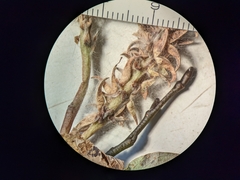 Salix petrophila