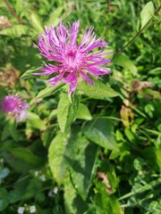 Centaurea phrygia