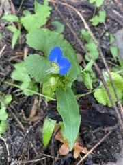 Commelina