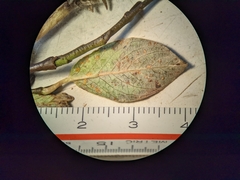 Salix petrophila