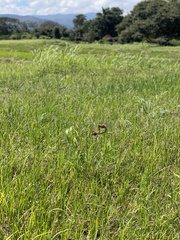 Pantala