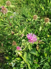 Centaurea phrygia