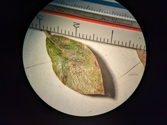 Salix petrophila