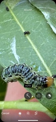 Evergestis rimosalis