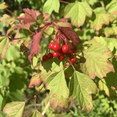 Viburnum opulus
