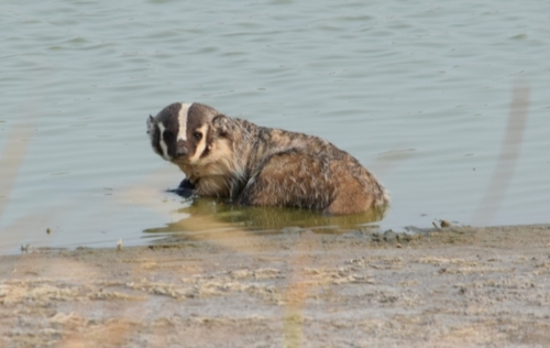 American Badger photographed in Kansas