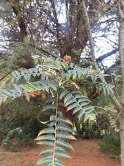 Phyllanthus salviifolius