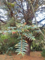 Phyllanthus salviifolius