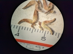 Salix petrophila