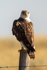 Buteo regalis