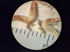Salix petrophila