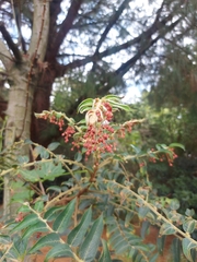 Phyllanthus salviifolius