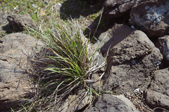 Cyperus javanicus