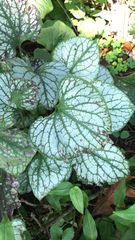 Brunnera macrophylla