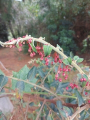 Phyllanthus salviifolius