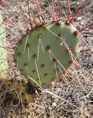 Opuntia phaeacantha