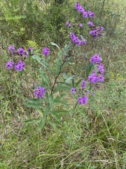 Vernonia missurica