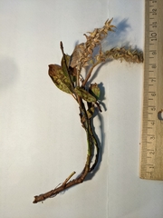 Salix petrophila