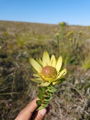 Leucadendron elimense elimense