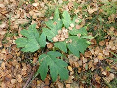 Heracleum dissectum