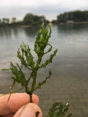 Najas marina