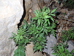 Bidens subalternans