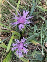 Centaurea