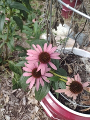 Echinacea purpurea