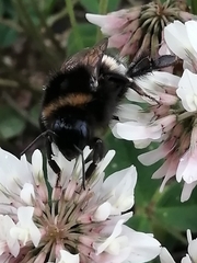 Bombus