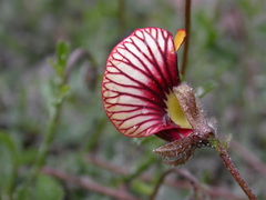 Isotropis cuneifolia