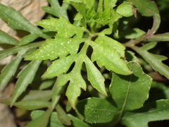 Bidens subalternans