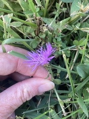 Centaurea