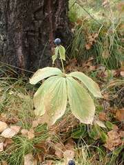Paris verticillata
