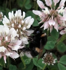 Bombus