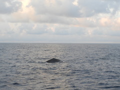 Physeter macrocephalus