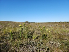 Leucadendron elimense elimense