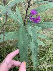 Vernonia missurica