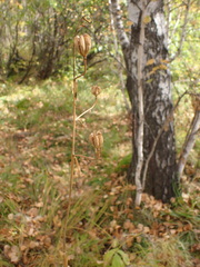 Lilium martagon pilosiusculum