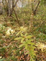 Veronicastrum sibiricum