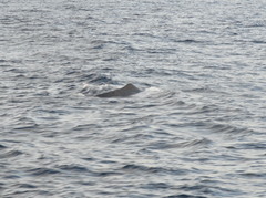 Physeter macrocephalus