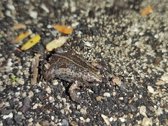 Hypopachus variolosus