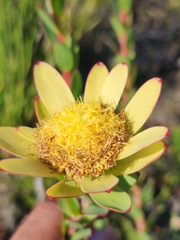 Leucadendron elimense elimense
