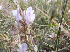 Astragalus consanguineus