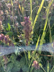 Rhinanthus alectorolophus