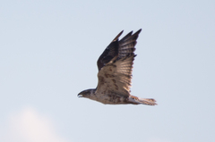 Buteo regalis