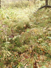 Lilium martagon pilosiusculum